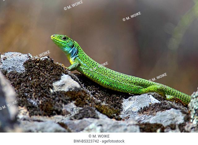 Eastern Balkan Emerald Lizard (Lacerta media, Lacerta trilineata media), male on a stone, Greece, Lesbos