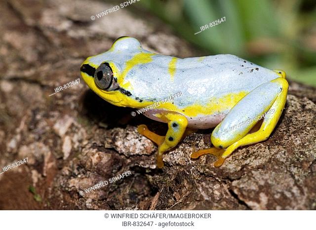 Madagascan Lined, White-Lined or Spotted Reed Frog (Heterixalus punctatus), Madagascar, Africa