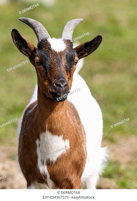 This photo shows close-up of white brown goat with blurred green background. Picture was taken during a sunny day