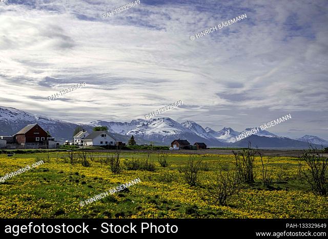 late spring in northern Norway, june 2020 | usage worldwide. - Kvalöya/Troms/Norway