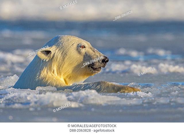 United States , Alaska , Arctic National Wildlife Refuge , Kaktovik , One sub adult polar bear swim in slush ice along a barrier island outside Kaktovik, Alaska
