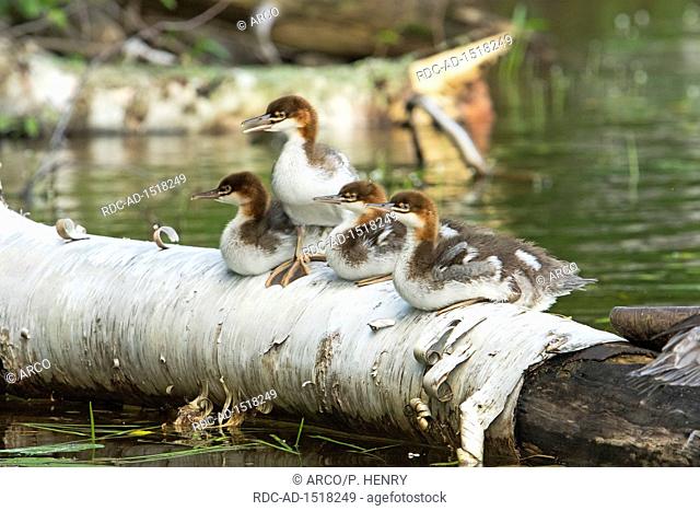 Common merganser ducklings perched on a log, Mergus merganser, La Mauricie national park, Quebec, Canada