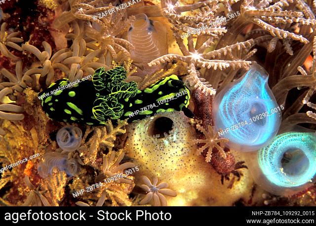 Nudibranch, Nembrotha kubaryana, feeding on ascidians, Komodo Indonesia.  Date: 18/09/2004  Ref: ZB784-109292-0015  COMPULSORY CREDIT: Oceans Image/Photoshot