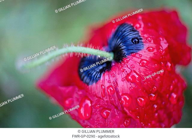 Papaver orientale ‘Brilliant’, Poppy - Oriental poppy