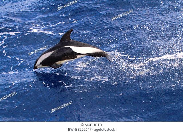 hourglass dolphin, southern white-sided dolphin Lagenorhynchus cruciger, jumping, Antarctica