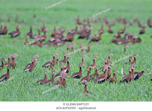 Black-bellied Whistling Duck Dendrocygna autumnalis in a march in Costa Rica