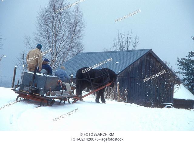 sleigh, maple syrup, winter, Cabot, VT, Vermont, People ride on sleigh pulled by a horse at Carpenter Farm to gather sap at sugaring time in early spring in...