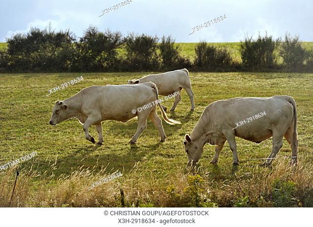 calf and heifer in pasture, plateau of Combrailles, Puy-de-Dome department, Auvergne-Rhone-Alpes region, France, Europe