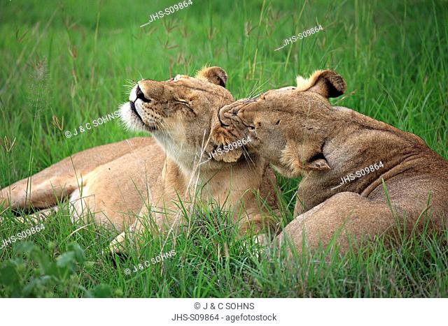 Lion, Panthera leo, Sabi Sabi Game Reserve, Kruger Nationalpark, South Africa, Africa, two adult females