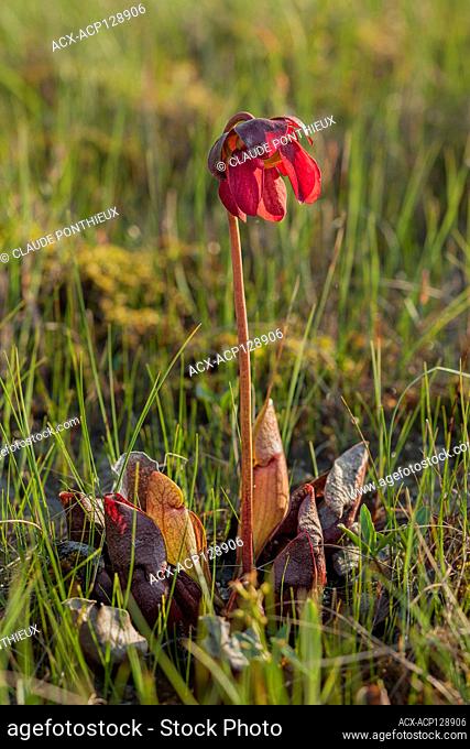 Pitcher plant, Sarracenia purpurea, Frontenac National Park; Quebec, Canada