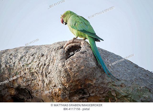 Rose-ringed parakeet (Psittacula krameri manillensis) by a hole in a tree, Gir Forest National Park, Gir Forest National Park, Gujarat, India