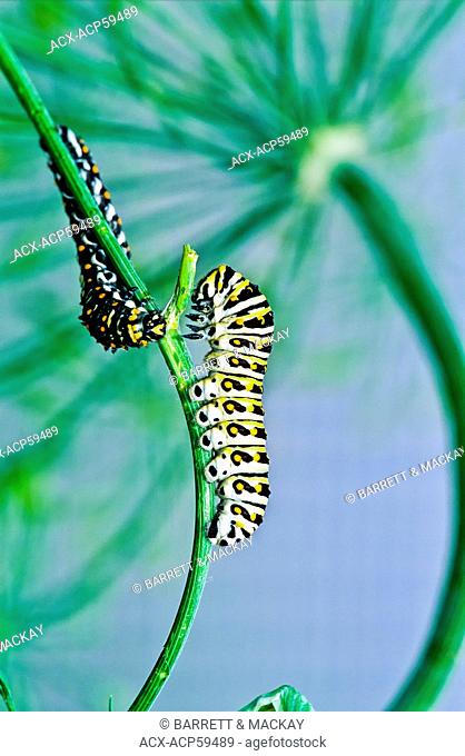 Eastern Black Swallowtail larva, Papilio polyxenes, fifth instar, feeding