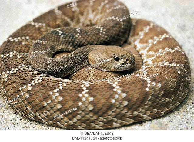 Zoology - Reptiles - Rattlesnake - Crotalo atrocious (Crotalus atrox)