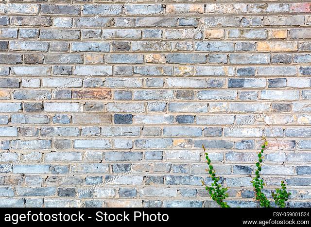 gray brick wall background with small vine plants