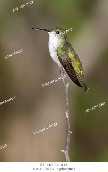 White-bellied Hummingbird (Leucippus chionogaster) perched on a branch in Bolivia, South America