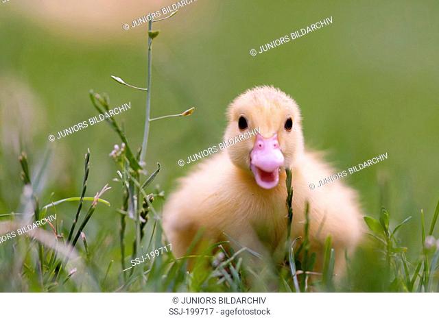 Muscovy Duck (Cairina moschata). Duckling in grass. Germany