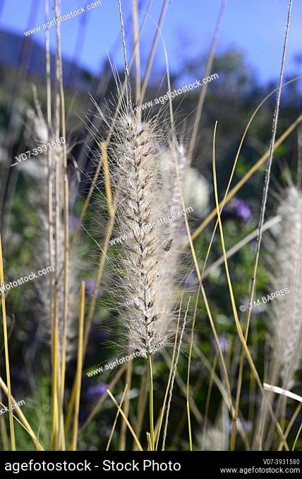 Rabo de gato (Pennisetum setaceum or Cenchrus setaceus) is a perennial herb native to east Africa, Middle East and southwestern Asia and naturalized in many...