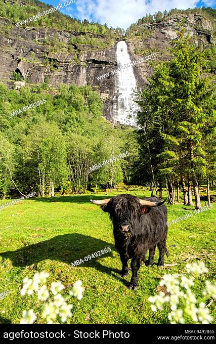 Highland cattle, Sogndal, Norway