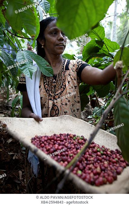 Coffee harvesting, Wayanad, Kerala, India