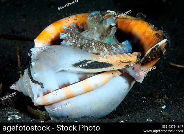 Veined octopus (Octopus marginatus) hiding in shell, Lembeh Strait, Sulawesi, Indonesia