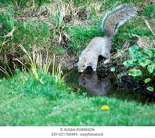 Grey Squirrel drinking