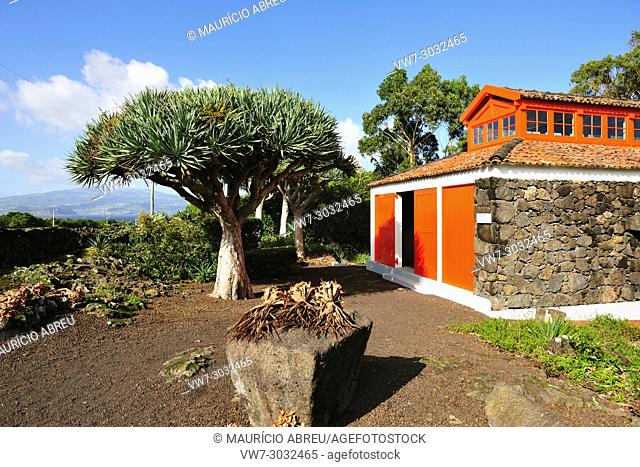 Museu do Vinho (Wine Museum), Madalena, Pico. Azores islands, Portugal
