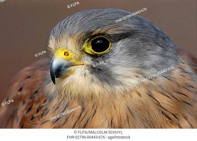 Common Kestrel Falco tinnunculus Male, close-up of head, Britain