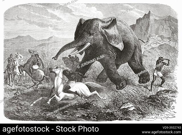 Hunting scene. Elephant hunting by sword, Abyssinia. Africa. Old 19th century engraved illustration from Exploration of the Nile tributaries of Abyssinia