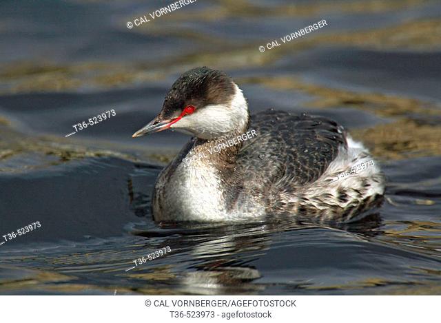 Horned Grebe (Podiceps auritus) in winter plumage