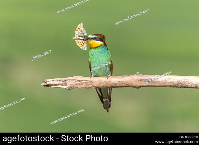 European Bee-eater (Merops apiaster) perched on branch with a butterfly in its beak. Bickensohl, Kaiserstuhl, Germany, Europe