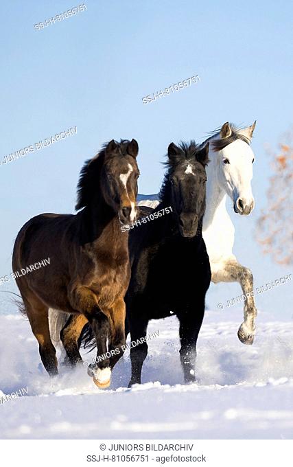 Domestic horse. Three adults on a snowy pasture. Germany
