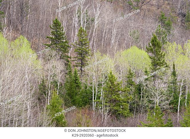 Emerging foliage in early spring aspens in a mixed forest, Greater Sudbury, Ontario, Canada