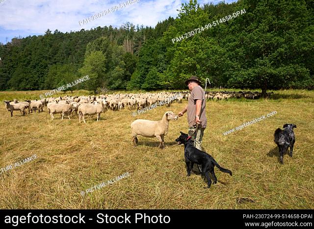 24 July 2023, Rhineland-Palatinate, Hundsdorf: Sheep farmer and wolf officer Werner Neumann stands with his flock on an area only 15 kilometers away from the...
