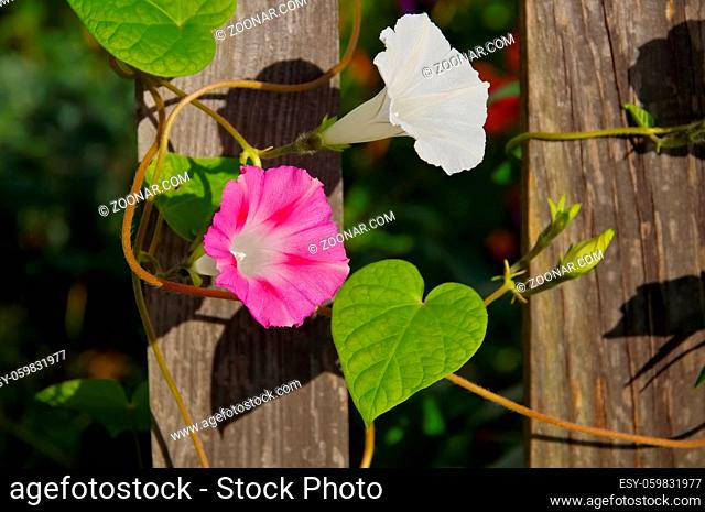 Prunkwinde am Holzzaun - Ipomoea tricolor flower on wooden fence