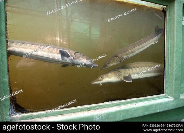 26 June 2023, Berlin: Sturgeons swim in a basin of the Leibnitz Institute of Freshwater Ecology and Inland Fisheries in Müggelsee water