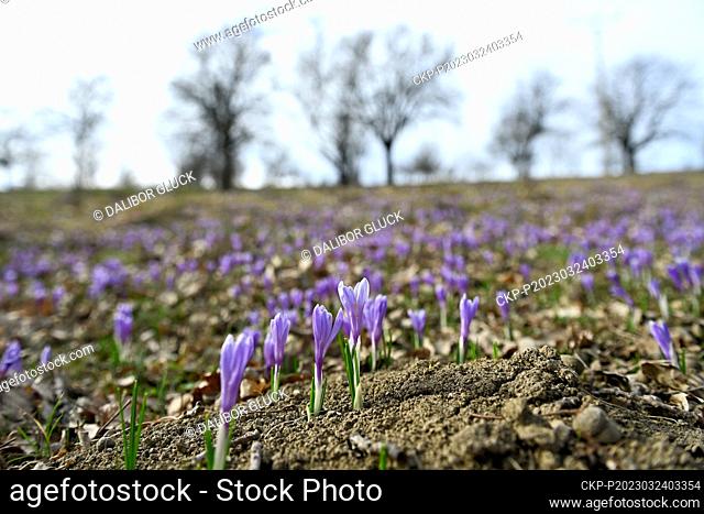 Crocuses (Crocus albiflorus) bloom on the meadows in Lacnov near Vsetin, Czech Republic, March 24, 2023. (CTK Photo/Dalibor Gluck)