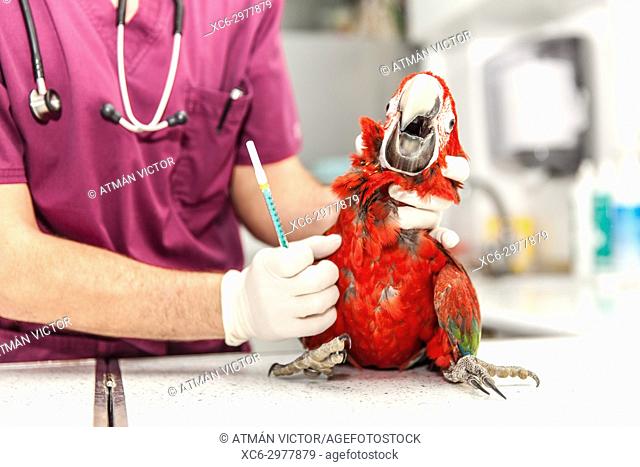 vet doing a clinical examination to a macaw