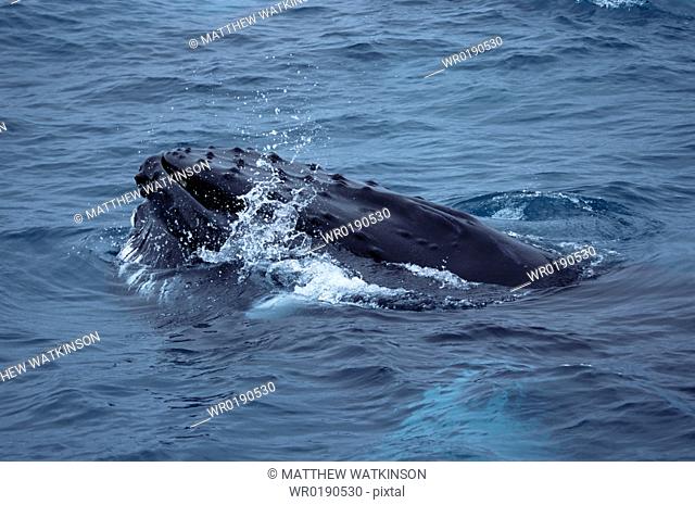 Humpback whale Megaptera novaeangliae surfacing while feeding with throat groves expanded to engulf water containing itsr prey Olafsvik, Iceland