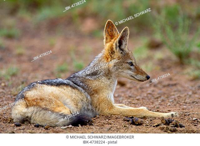 Black-backed Jackal (Canis mesomelas), adult, lying, Pilanesberg National Park, Pilanesberg Game Reserve, South Africa