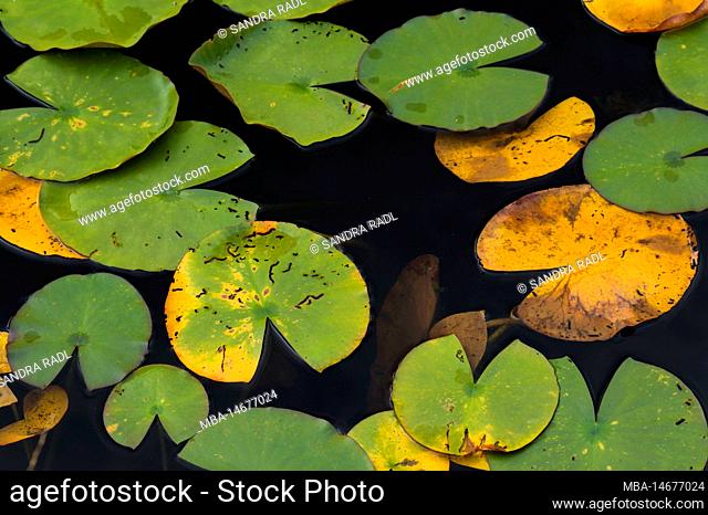 Autumn colored water lily leaves cover the water surface of the Kranzwoog, Moosbachtal Nature Reserve near Dahn, Pfälzerwald Nature Park