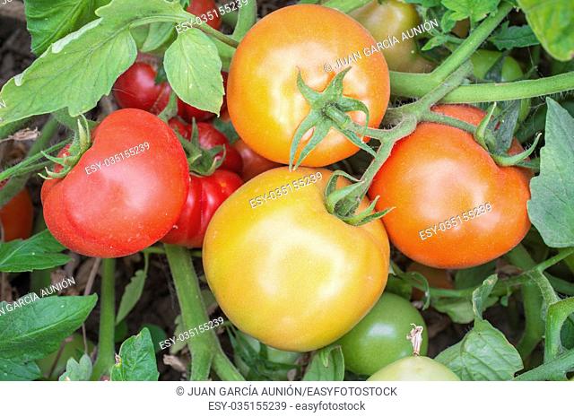 Tomatoes on plant at local farm with different maturation stage. Sustainable agriculture production