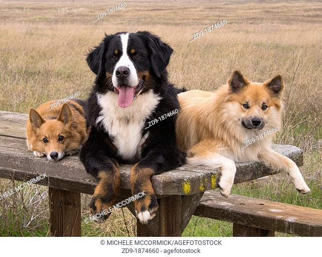 Corgi, Bernese Mountain Dog and Icelandic Shepherd relax on a picnic table