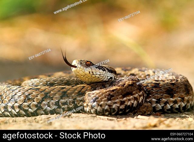 beautiful venomous european snake, meadow viper ( Vipera ursinii rakosiensis ), probably the most elusive from Europe