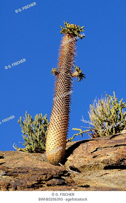 Namaqua thick-foot, halfmens (Pachypodium namaquanum), with inflorescence in habitat, South Africa, Richtersveld National Park
