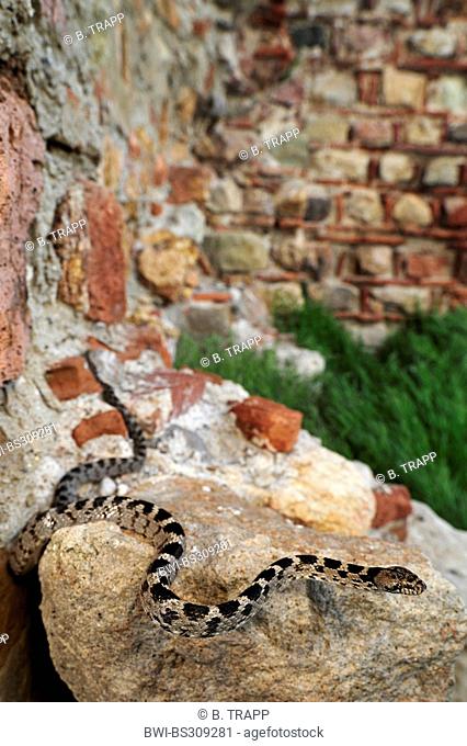 cat snake, European cat snake (Telescopus fallax), lying on the wall of a ruine, Greece, Thrakien