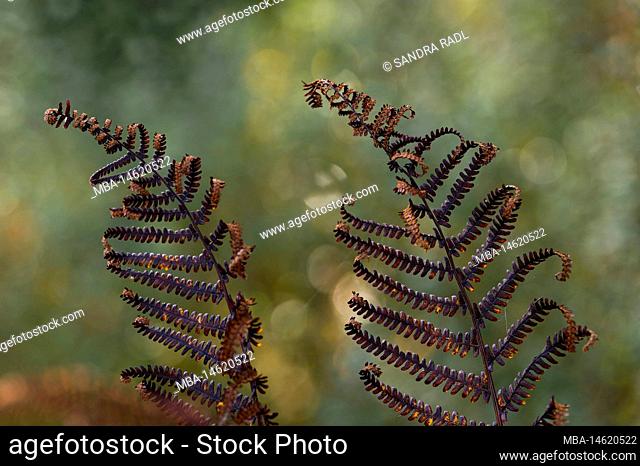 autumn brown colored pinnate leaves of fern, France, Grand Est region, Vosges Mountains, Ballons des Vosges Regional Nature Park