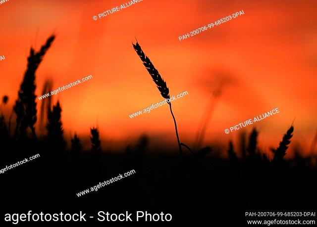 06 July 2020, Baden-Wuerttemberg, Unlingen-Dietelhofen: An ear of corn rises out of a grain field, while in the background, just before sunrise