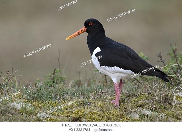 Oystercatcher / Austernfischer ( Haematopus ostralegus ), standing on top of a little hill, nice and detailed side view, wildlife, Europe