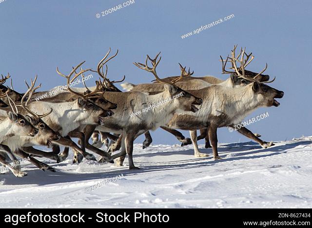 A herd of reindeer that runs on snow-covered tundra sunny winter day