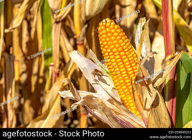 a dry unwrapped ripe corn cob in sunny illuminated natural ambiance